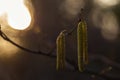 Flowering common hazel Corylus avellana in early spring in the evening light of sunset, beautiful art photography. Male and fema