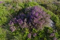 Flowering common heather growing over a gritstone rock Royalty Free Stock Photo