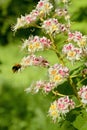 Flowering of a Common Horsechestnut