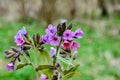 Flowering common lungwort Pulmonaria officinalis in the garden Royalty Free Stock Photo