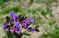 Flowering common lungwort Pulmonaria officinalis in the garden Royalty Free Stock Photo