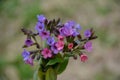 Flowering common lungwort Pulmonaria officinalis in the garden Royalty Free Stock Photo