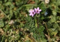 A flowering Common Stork`s-Bill plant, Erodium cicutarium, growing in the wild in the UK.