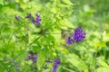 Flowering Consolida regalis, forking larkspur in the meadow