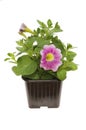 Flowering Convolvulus plant Royalty Free Stock Photo