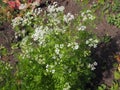 Close up of the Coriandrum Flowers.White flowers of Coriander in the vegetable Farm. Cilantro small flowers blooming in Royalty Free Stock Photo