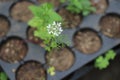 Flowering coriander plant with white flowers grown on a vegetable tray with selective focus on flower part, Cilantro plant with