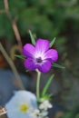 Corncockle flower (Agrostemma githago)