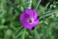 Corncockle flower (Agrostemma githago)