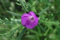 Corncockle flower (Agrostemma githago)