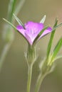 Corncockle flower (Agrostemma githago)