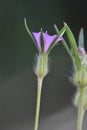 Corncockle flower (Agrostemma githago)