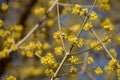 Flowering cornelian cherry dogwood in pastel yellow, close-up of cornus mas flowers Royalty Free Stock Photo