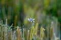 Flowering cornflower among wheat stuble Royalty Free Stock Photo