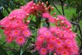 Corymbia Summer Beauty blossom bright pink