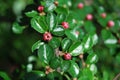 Flowering cotoneaster Royalty Free Stock Photo