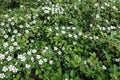Flowering Cotoneaster horizontalis shrub in May Royalty Free Stock Photo