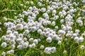 Flowering cotton grass in tundra in summer Royalty Free Stock Photo
