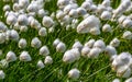 Flowering cotton grass in  tundra Royalty Free Stock Photo