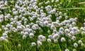 Flowering cotton grass in tundra in summer Royalty Free Stock Photo