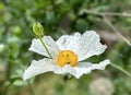 Coulter\'s Matilija poppy or California tree poppy (lat.- Romneya coulteri