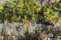 Flowering cowberry.