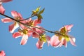 Flowering crab apple blossoms with blue sky Royalty Free Stock Photo