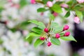 Flowering crab apple blossoms