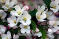 Flowering crab apple blossoms