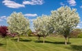 Flowering Crab Apple Trees in Spring