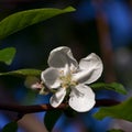 Flowering crabapple blooms Royalty Free Stock Photo