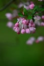 Flowering crabapple, Malus halliana, or Begonia Royalty Free Stock Photo