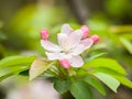 Flowering crabapple, Malus halliana, or Begonia Royalty Free Stock Photo