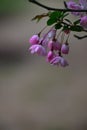 Flowering crabapple, Malus halliana, or Begonia Royalty Free Stock Photo