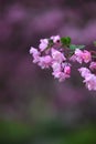 Flowering crabapple, Malus halliana, or Begonia Royalty Free Stock Photo