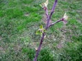 Flowering crabapple