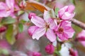 Flowering Crabapple Tree Blossoms Royalty Free Stock Photo