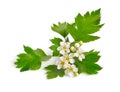 Flowering Crataegus, commonly called hawthorn, quickthorn, thornapple May-tree whitethorn or hawberry. Isolated on white Royalty Free Stock Photo