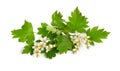 Flowering Crataegus, commonly called hawthorn, quickthorn, thornapple May-tree whitethorn or hawberry. Isolated on white Royalty Free Stock Photo