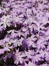 Flowering creeping phlox Royalty Free Stock Photo