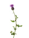 Flowering Creeping Thistle Cirsium Arvense isolated on white background. Selective focus. Canadian thistle,  Way thistle Royalty Free Stock Photo