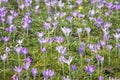 Flowering crocus Royalty Free Stock Photo