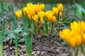 Flowering Crocus Flowers in Spring