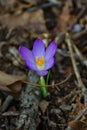 Crocus First Flower of Spring Royalty Free Stock Photo