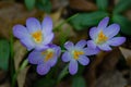 Crocus First Flower of Spring - Group Royalty Free Stock Photo