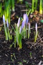 Flowering crocuses or crocuses with purple petals Spring Crocus. Crocuses are the first spring flowers that bloom in early sprin Royalty Free Stock Photo