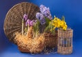 Crocuses, hyacinths and mimosa on a blue background Royalty Free Stock Photo