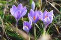 Flowering crocuses or crocuses with purple petals Spring Crocus. Crocuses are the first spring flowers that bloom in early sprin Royalty Free Stock Photo