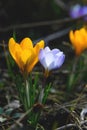 Flowering crocuses with purple and yellow petals Spring Crocus. Crocuses are the first spring flowers that bloom in early spring Royalty Free Stock Photo