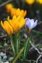 Flowering crocuses with purple and yellow petals Spring Crocus. Crocuses are the first spring flowers that bloom in early spring Royalty Free Stock Photo